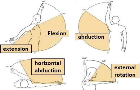 Shoulder joint movements: abduction-adduction, flexion-extension and ...