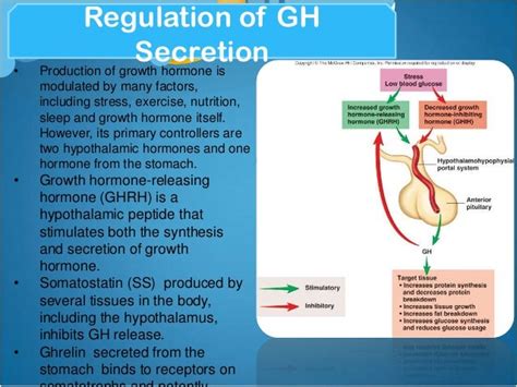 Growth Hormone