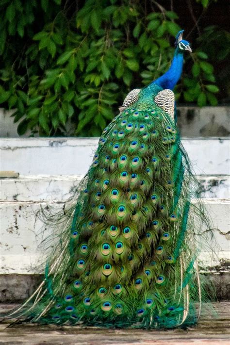 Beautiful peacock bird. | Peacock images, Peacock pictures, Peacock wallpaper