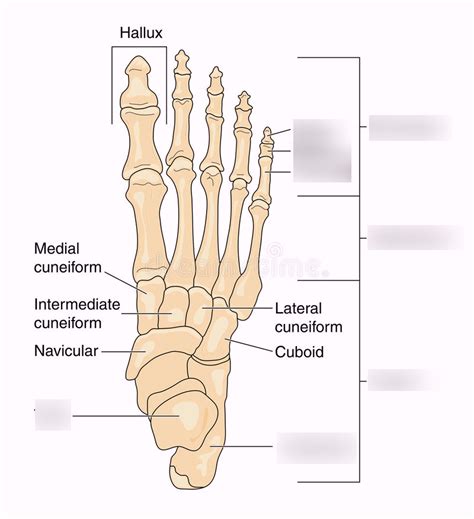 Anatomy 2017- Unit 3 Label the Bones of the Foot Diagram | Quizlet