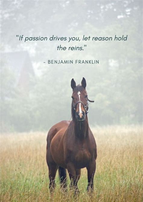 Equine Quotes, Equestrian Quotes, Equestrian Lifestyle, Cute Horses, Beautiful Horses, Horse ...
