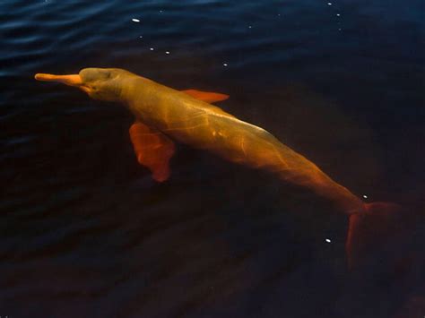 Five Myths about Amazon River Dolphins | Blog Posts | WWF