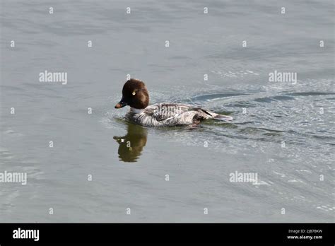 Female Goldeneye Duck Stock Photo - Alamy