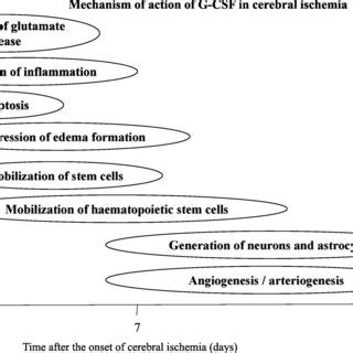 Schematic illustration of the potential mechanism of G-CSF action in... | Download Scientific ...