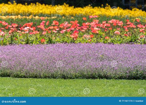 Colorful Poppy Field White Yellow Orange Stock Photo - Image of summer, garden: 71161174