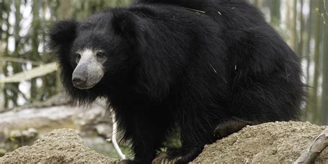 Sloth bear | Smithsonian's National Zoo and Conservation Biology Institute