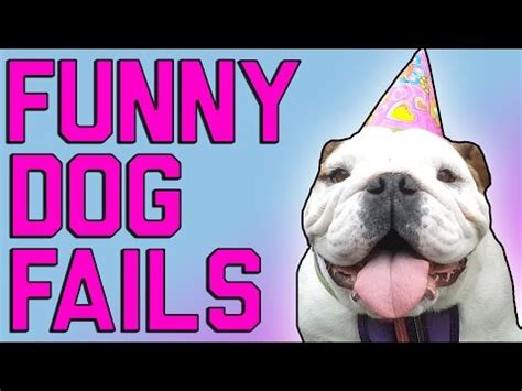 Funny Dog Fails - Strange Beaver