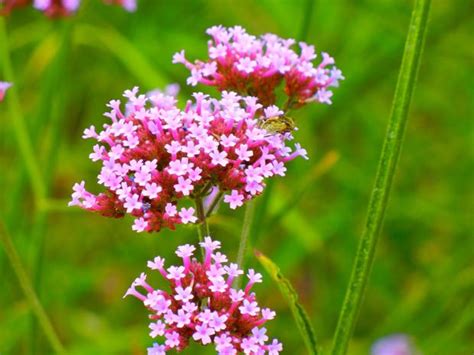 Verbenaceae or Vervain Family | Online Flower Garden