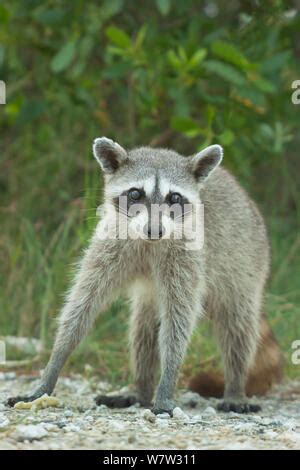 Cozumel Pygmy Raccoon, Cozumel, Mexico, Endangered Stock Photo - Alamy