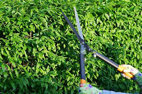 Privet Hedge Pruning Guide | Hedging Plants Direct