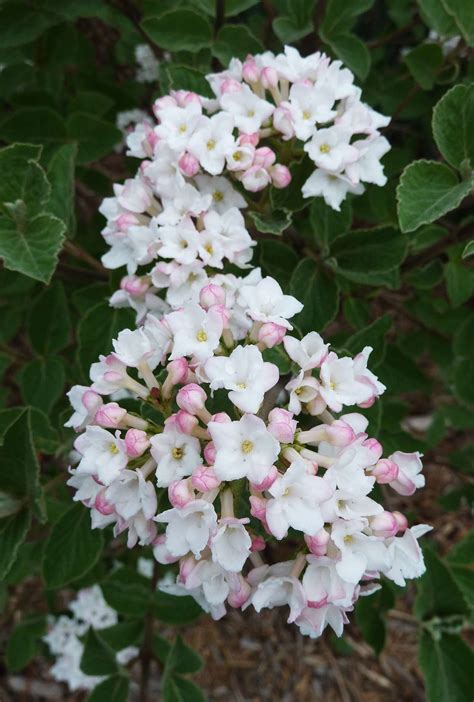 Bolethe Filemonsen: Spring Flowering Pink Flowering Shrub ...