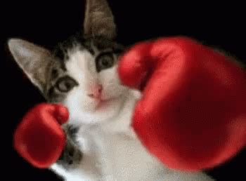 Boxing Cat Boxing Gloves GIF – Boxing Cat Boxing Gloves Cat – discover ...