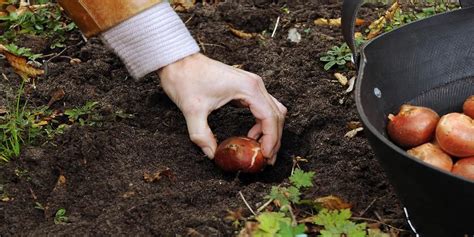 Tulip Planting Guide - WHEN: Plant Tulip bulbs in the fall, they bloom ...