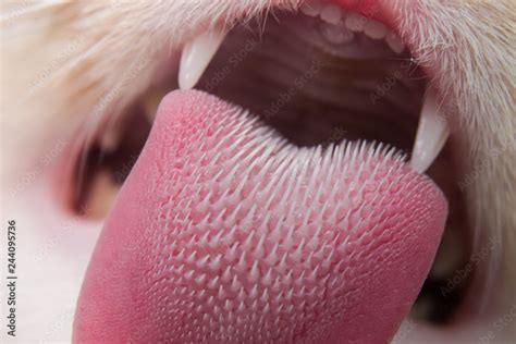 Cat tongue texture Stock Photo | Adobe Stock