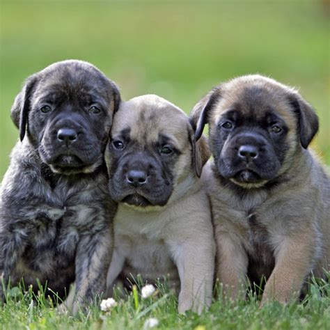 English Mastiff puppies for sale