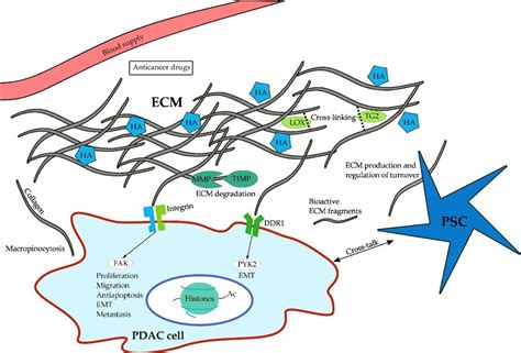 Table 1 from The Extracellular Matrix and Pancreatic Cancer: A Complex Relationship | Semantic ...