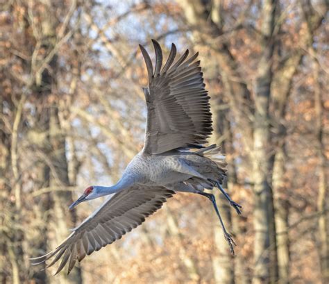 Incoming Sandhill Crane - FeederWatch