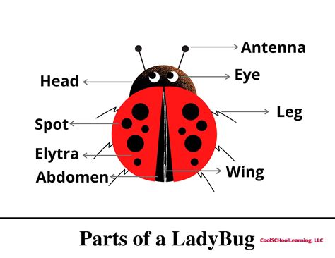 Learning With Bugs Ladybug Poster Printable, Kindergarten Classroom Decor, Preschool Science ...