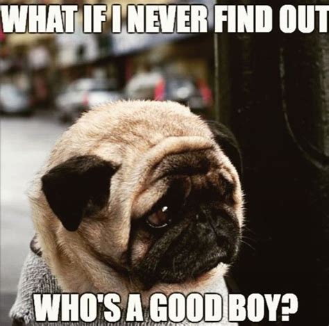 The 28 Funniest Pug Memes of All Time | The Paws Funny Pug Videos ...