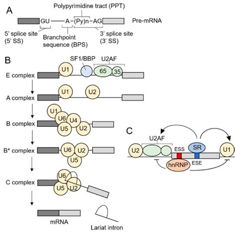 Pre-mRNA splicing mediated by the major spliceosome. (A) The 5 'splice... | Download Scientific ...