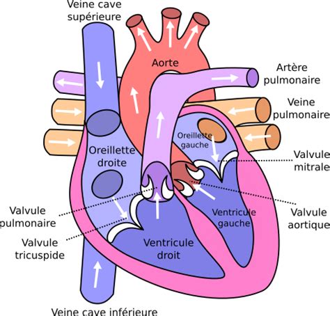 Petit aperçu du fonctionnement cardiaque • Articles • Zeste de Savoir