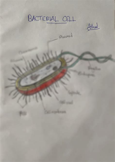 SOLUTION: Diagram of Bacterial cell -MICROBIOLOGY - Studypool