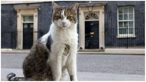 "The only one we need in Downing St": Hilarious Larry the Cat memes take over Twitter in wake of ...