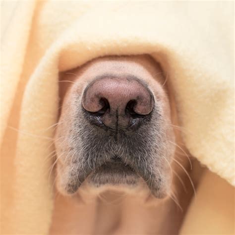 Premium Photo | Dog nose close up