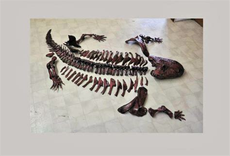 Eryops megacephalus Skeleton Replica - SkeletonsAndSkulls