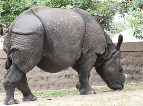 Rhino Eating Grass at Hyderabad Zoo Stock Photo - Image of hyderabad ...