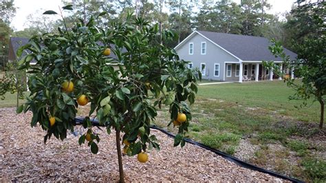 Florida Coalcracker Chronicles: Life Among The Citrus Trees in Florida