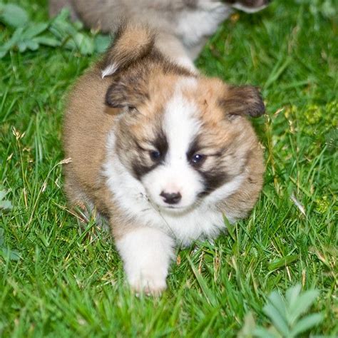 sheepdogs pupies | Icelandic Sheepdog Puppies Puppy Drawings, Cute ...