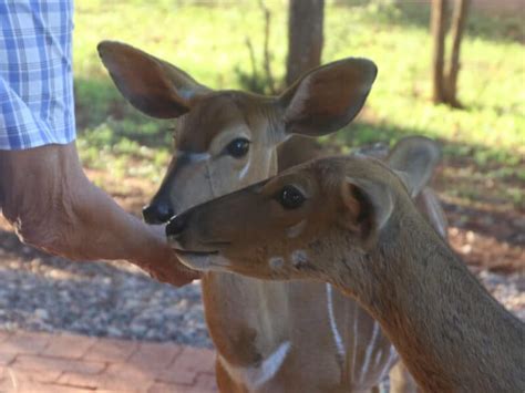 What To Feed Deer In Backyard