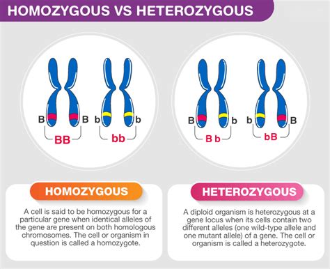 Difference Between Homozygous and Heterozygous - Testbook.com