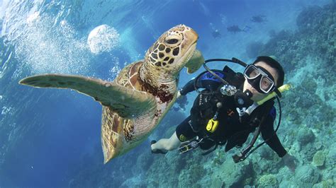 Diving the Great Barrier Reef - Spirit of Freedom