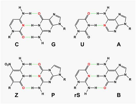 Hachimoji Rna Base Pairs - 25 Dna Base Pair, HD Png Download - kindpng