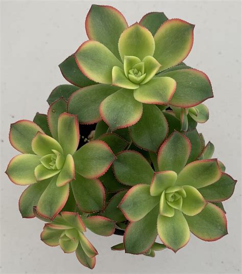 Aeonium Kiwi Succulent - Quality Succulent Plants in Vista, CA or Online