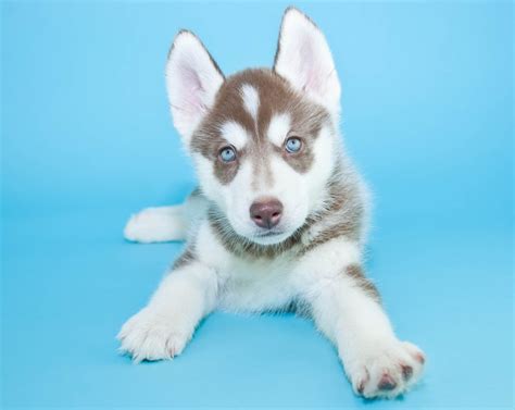 Cute Pictures of Huskies | POPSUGAR Pets Photo 40