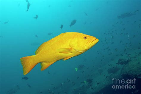 Gulf Grouper In Yellow Phase Photograph by Reinhard Dirscherl/science Photo Library