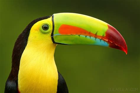 Keel Billed Toucan | Costa Rica | Djur, Fåglar