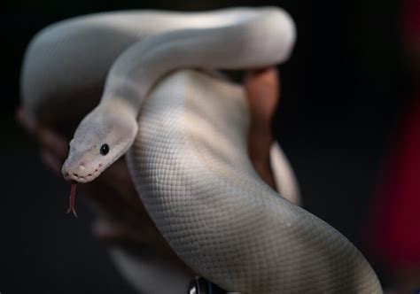 Leucistic Ball Python