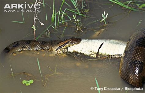 Ophidiophilia: Man-Eating Snakes