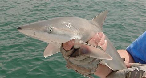 Animales en el Planeta: El tiburón limón (Carcharhinus acronotus)