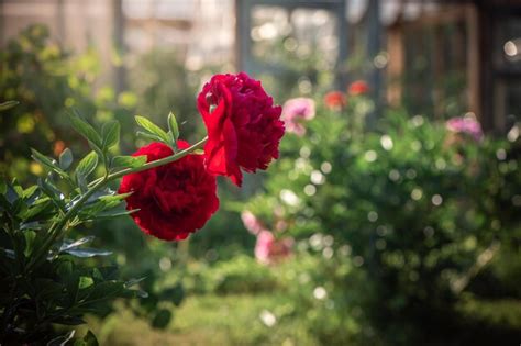 Premium Photo | Beautiful red peonies in the garden