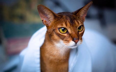 Abyssinian Cat - Wallpaper, High Definition, High Quality, Widescreen