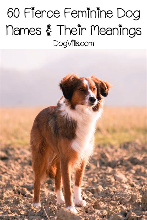 60 Fiercely Strong Female Dog Names and Meanings - DogVills