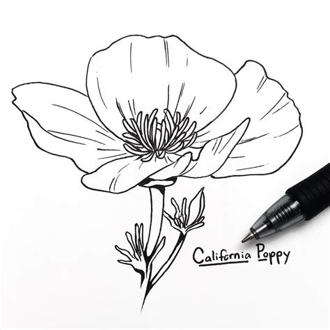 California Poppy Drawing : Vintage Poppy Drawing Flower Illustration ...