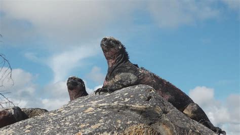 Exploring the Galapagos Islands' exceptional wildlife - Good Morning ...