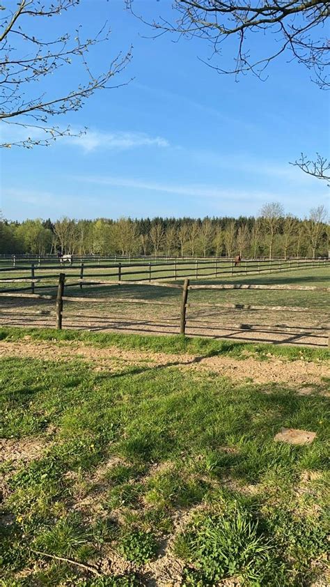 Our Horses | Longhorn Ranch Europe