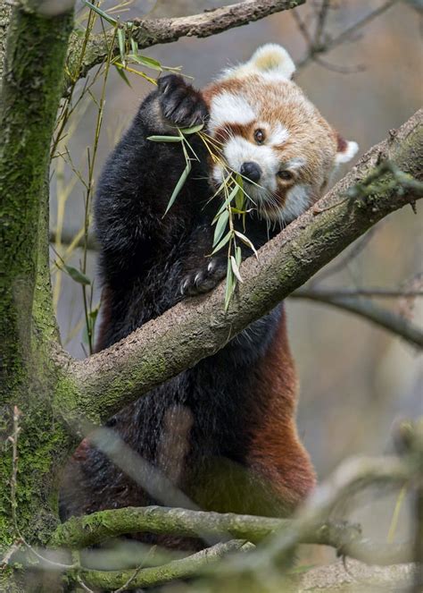 Cute red panda standing and eating on the tree, by Tambako | Red panda, Scary animals, Animals ...